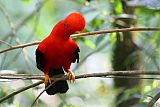 Andean Cock-of-the-rock